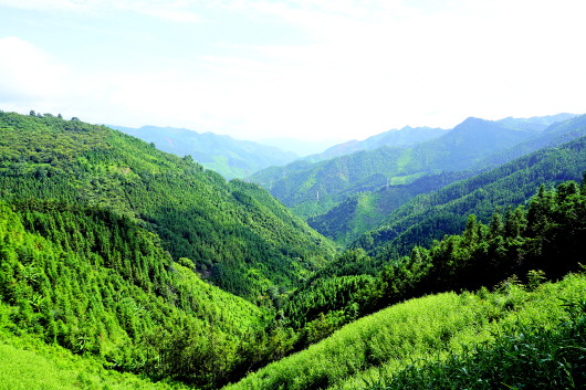 满目苍翠转型发展国储林激发新动能8月中旬,驱车行于册亨县山林公路上