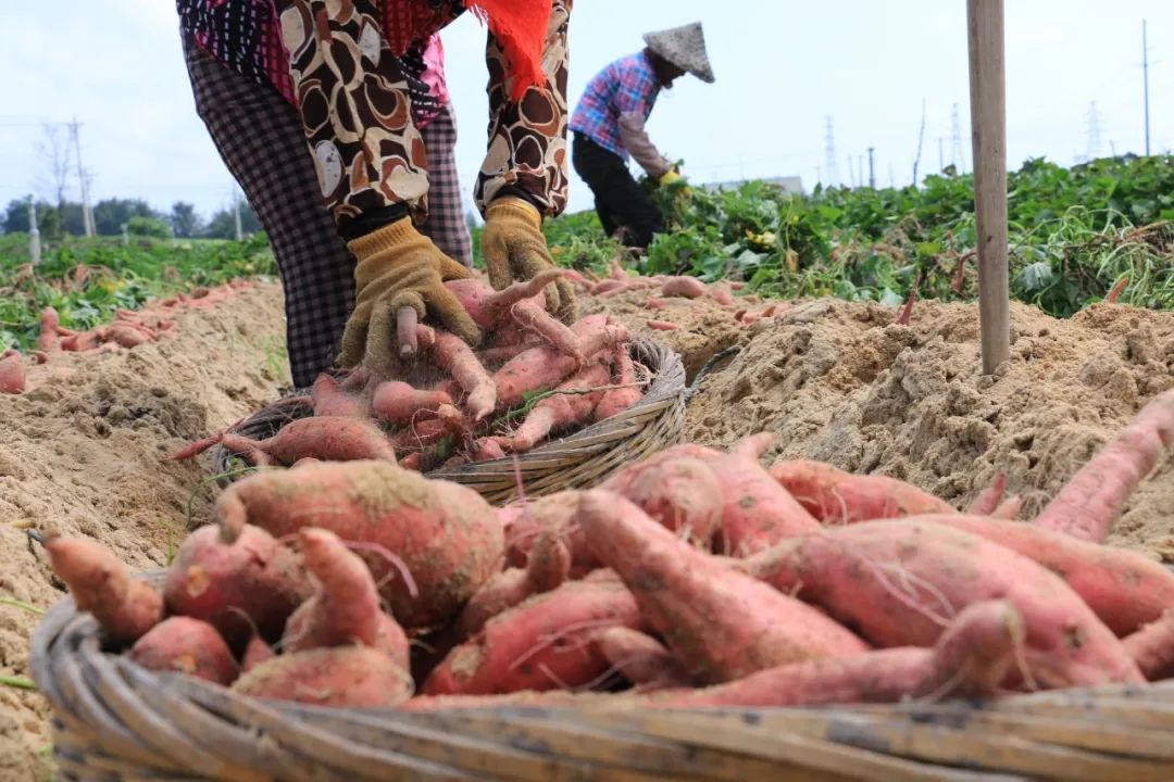 海边通风性好,沙地种植也不会出现土壤结块现象,有利于红蜜薯生长