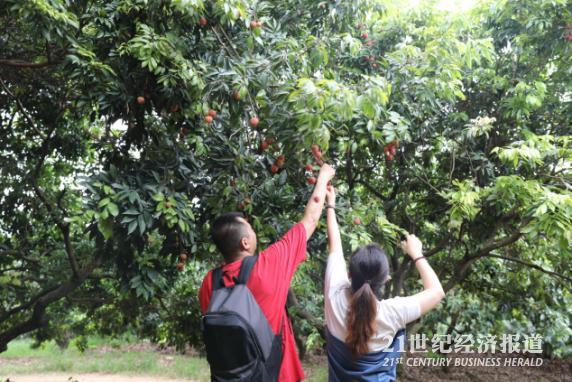 广州增城地理标志兴农:集群效应提升品牌价值 旅游收入3年长近64%