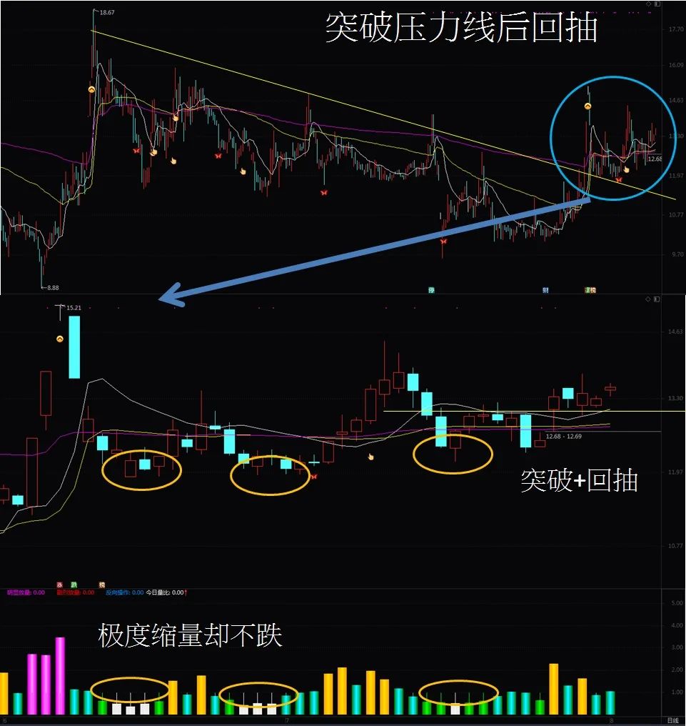 上海凤凰-即将飞上枝头