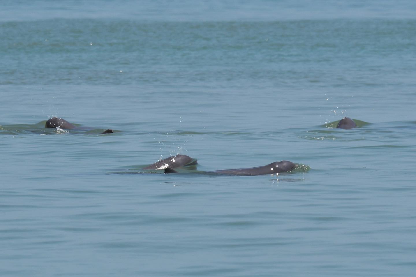 央视|泰国湾海域发现短吻海豚和中华白海豚稀有物种