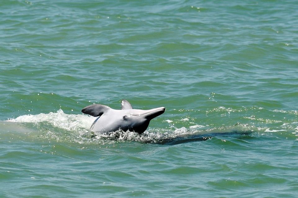 央视|泰国湾海域发现短吻海豚和中华白海豚稀有物种