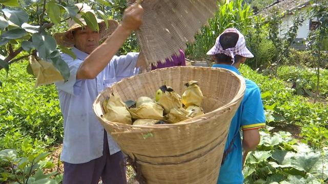 ▲四川省广元市苍溪县亭子镇长江村东西部扶贫协作雪梨产业园采摘现场