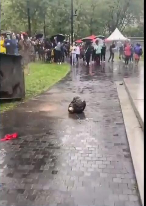 雕像的头部掉在地上 图源：推特