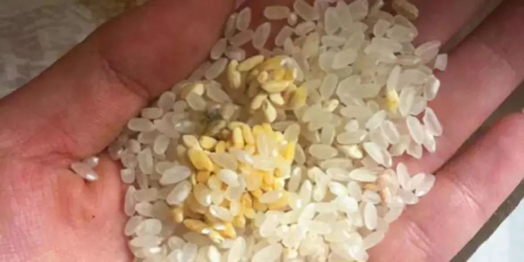 干货教你如何正确储存大米