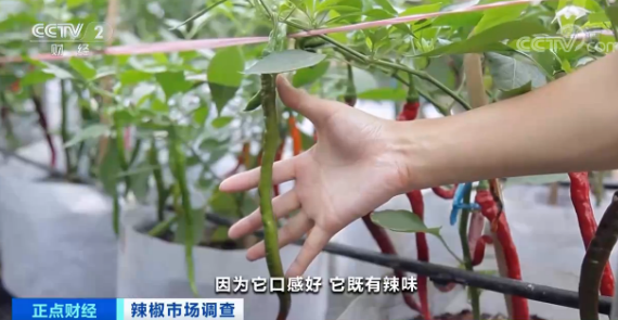 央视财经|这种辣椒价格，最高飙至200元一斤了！为何“辣么”贵？