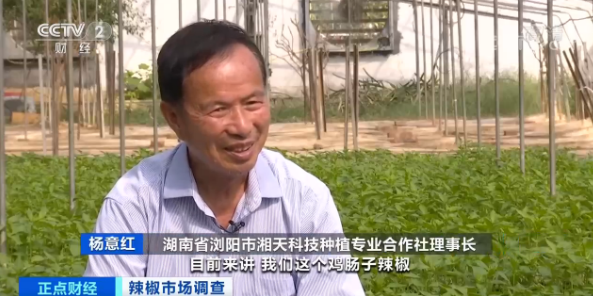 央视财经|这种辣椒价格，最高飙至200元一斤了！为何“辣么”贵？