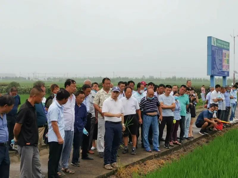 灌南,响水,海安,如东,张家港,江阴华西,常熟,吴江等地水稻种植区