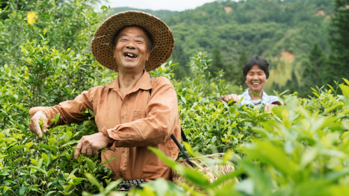 （图注:小罐茶“公益扶贫茶”项目帮扶的政和茶农）