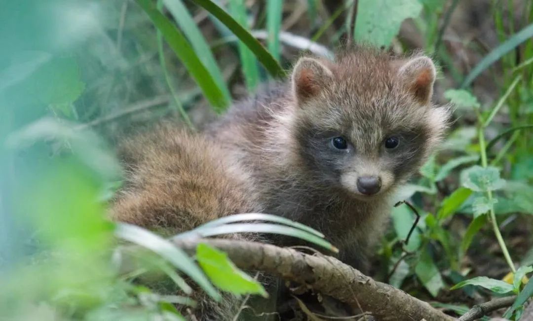 新闻报道的米兰诺贵都小区,见到大量新出生的幼貉(武亦乾 摄)