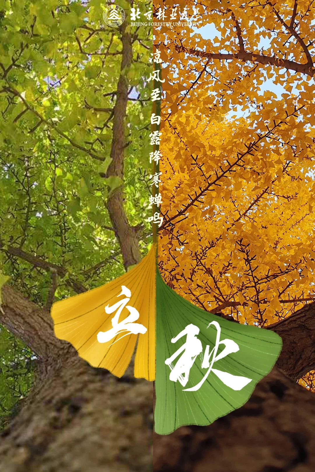 今日立秋夏尽秋来金叶渐染