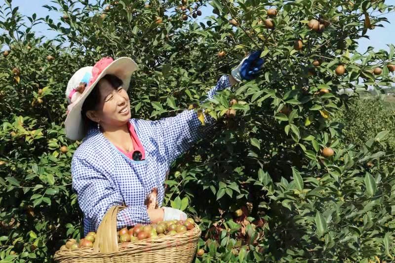 ▲村民在司马光油茶园核心区联兴万亩油茶生态示范基地采摘油茶果。