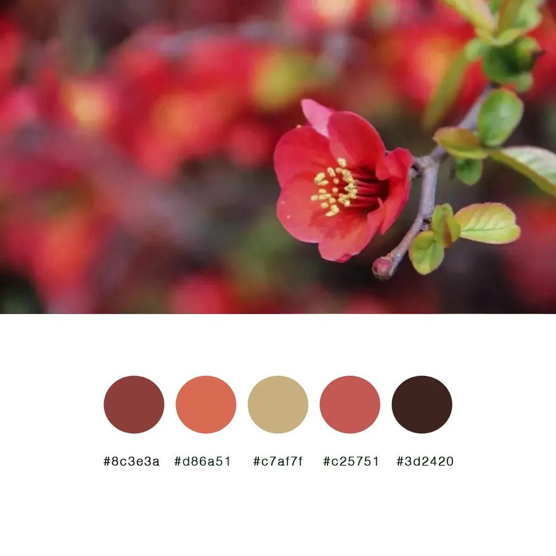 枫叶红去感受一纸青大色卡带你走进这个美丽的地方沉淀出专属于青大的