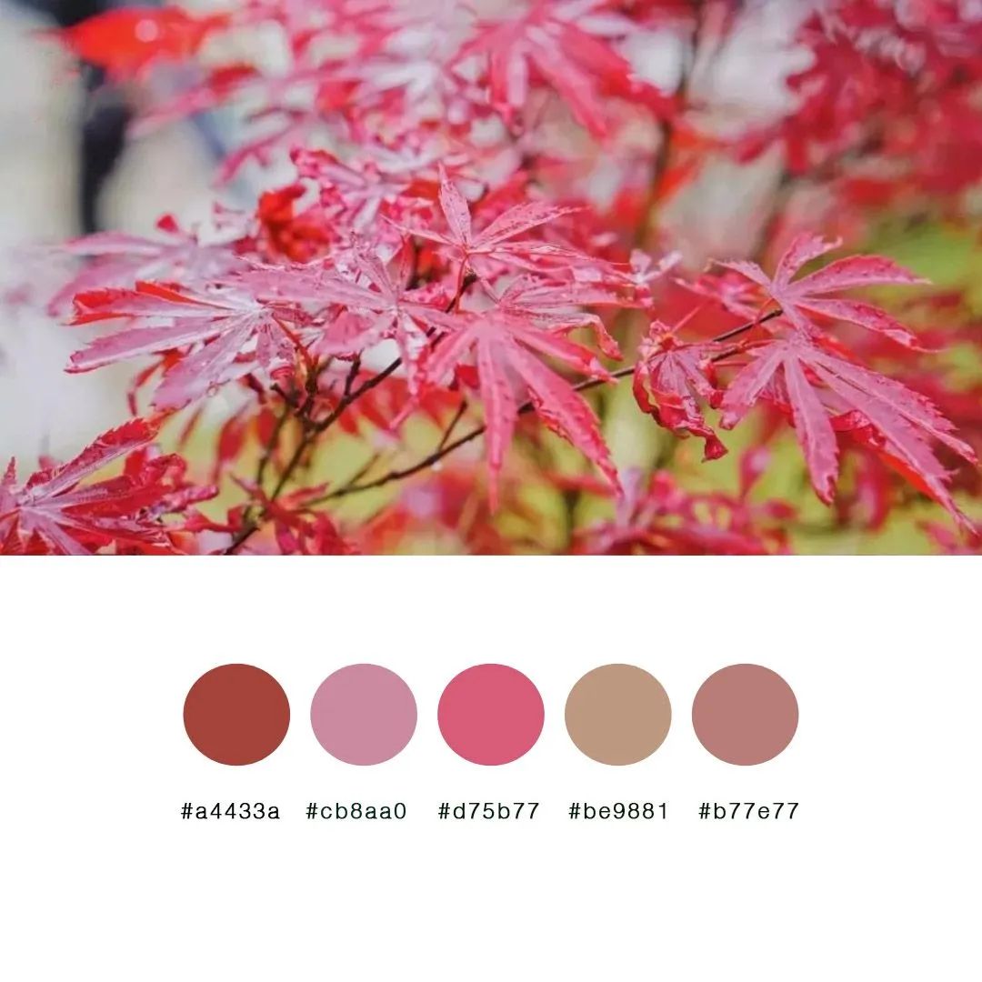 枫叶红去感受一纸青大色卡带你走进这个美丽的地方沉淀出专属于青大的