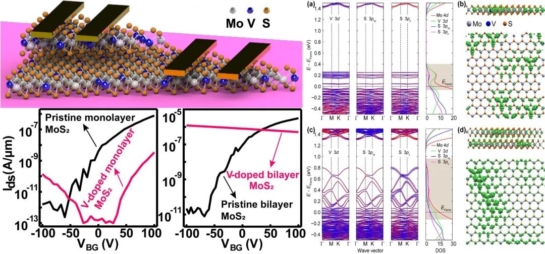 图1. （a）器件结构示意图；V掺杂和本征单层MoS₂的场效应曲线（b）；V掺杂和本征双层MoS₂的场效应曲线（c）；V掺杂（d，e）单层和（f，g）双层MoS₂的能带结构，态密度和带边电荷分布。