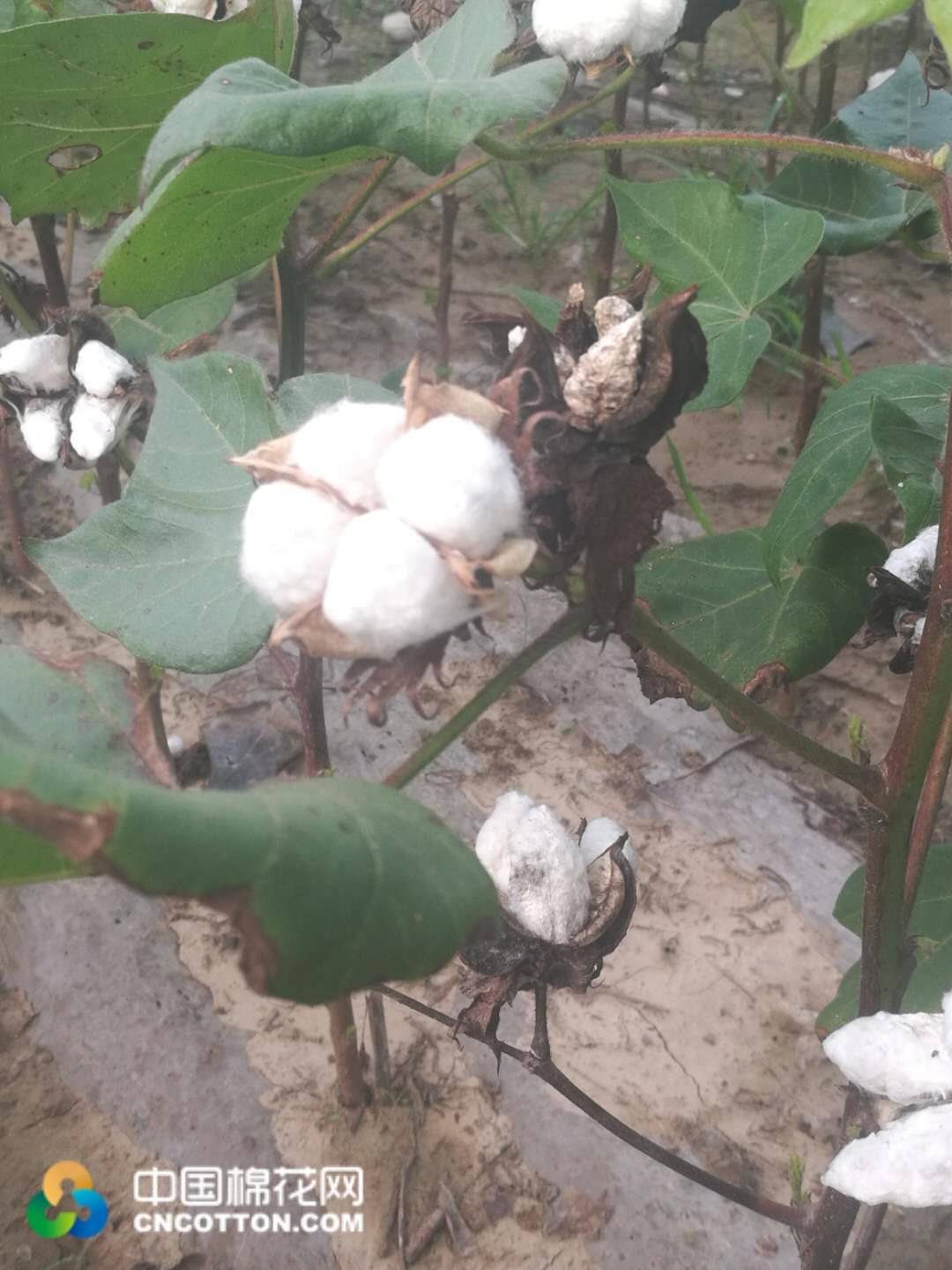 河北威县:棉花进入吐絮期 预计开秤价与去年持平