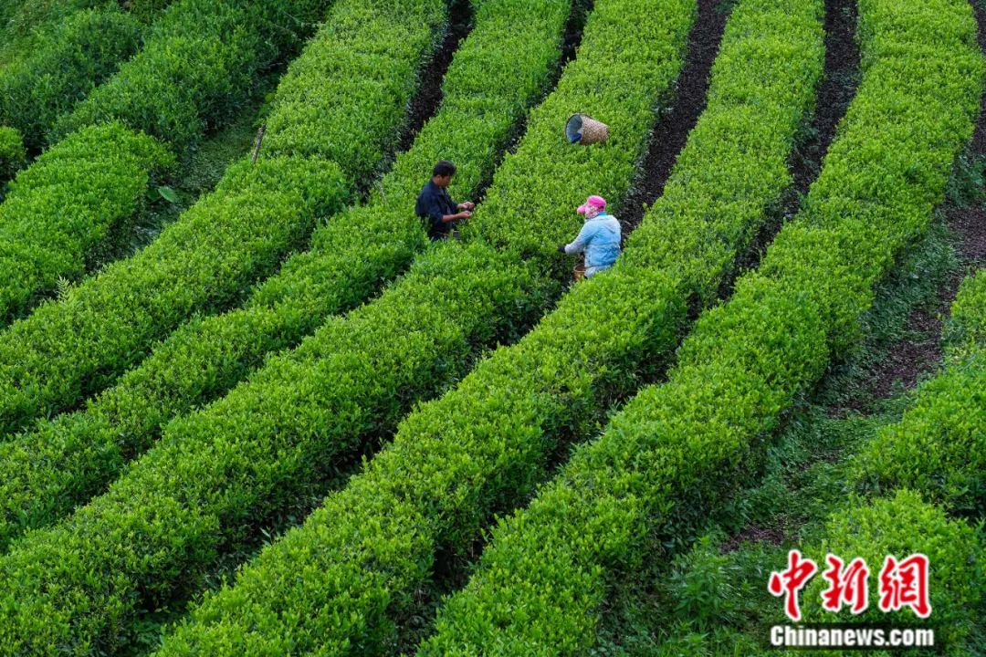 墨脱县墨脱村茶叶种植基地内，当地民众正在采茶。中新社记者 何蓬磊 摄