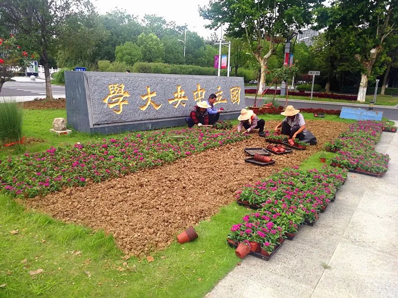 南大门栽种彩叶草绿化环卫管理中心对南大门,二源广场,行政北楼等部分