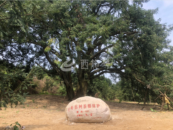 刚刚马云跟诸暨签约啦认养两棵千年香榧古树