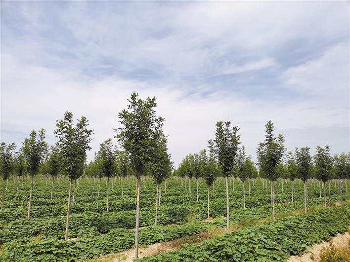 华阴市苗木繁育基地一角.记者 师念文/图