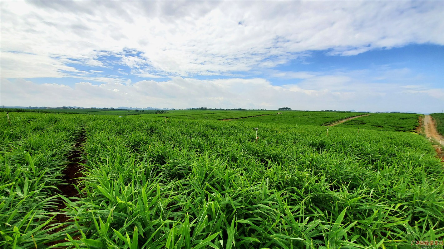 长势喜人的姜苗充满了丰收的气息
