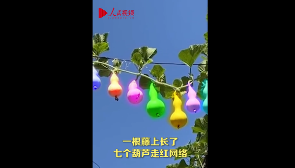 一根藤蔓长七个葫芦网友我一直以为是他们编的