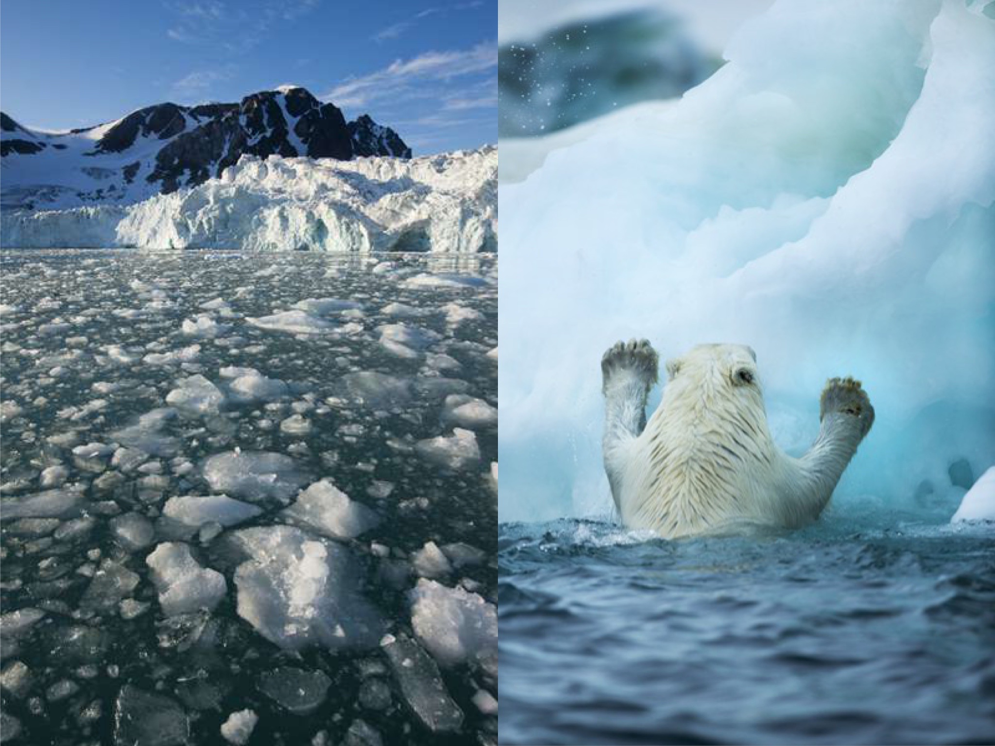 融化的浮冰无法承担北极熊重量