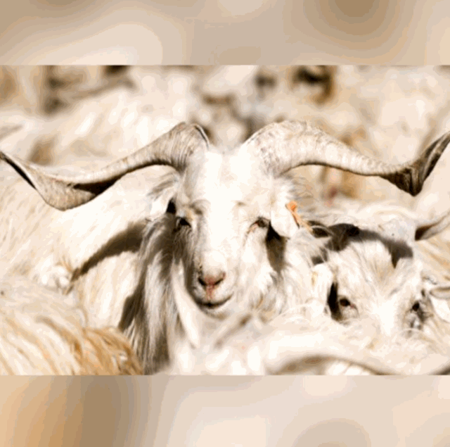 ▲白绒山羊景观塔创作过程。