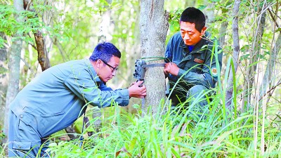 珲春东北虎豹保护园区科研检测中心的工作人员调试红外相机  记者 姜奕名摄