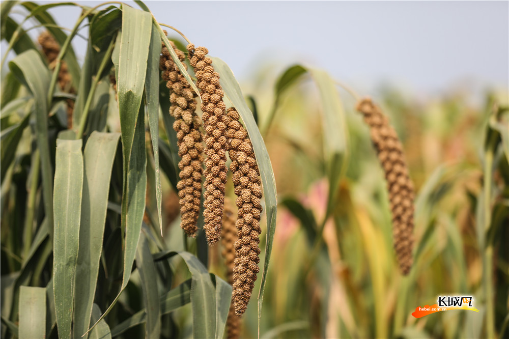 长城网记者 刘潇 于仕越 摄农民向记者展示自己地里丰收的谷子.