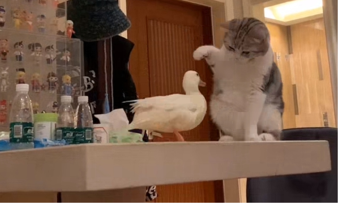 图片来源：@“哒哒和乔巴”视频截图