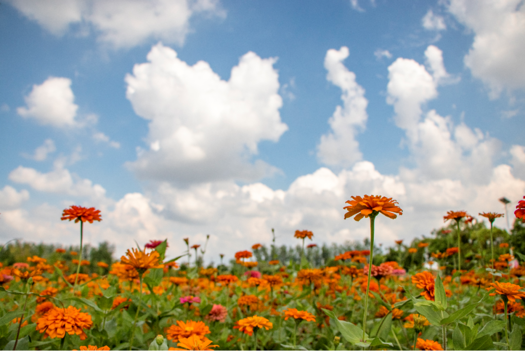 扬州大学2020年校友_扬州大学美术学、学科教学(美术)、艺术设计2020考研(2)