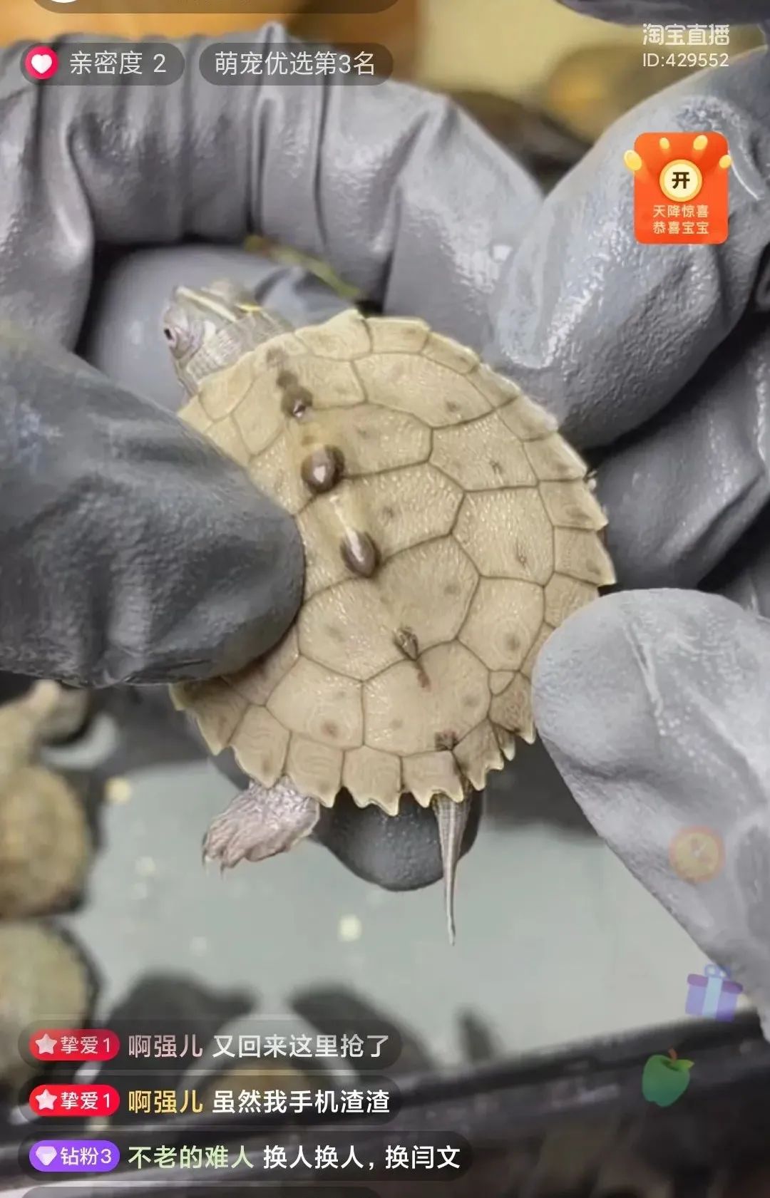 宠物直播吸引众多粉丝围观 图片来源：直播截图