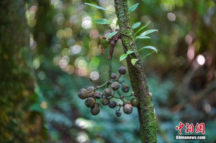 图为9月2日,海南百花岭热带雨林拍摄的扁担藤"老茎结果"现象&nbsp