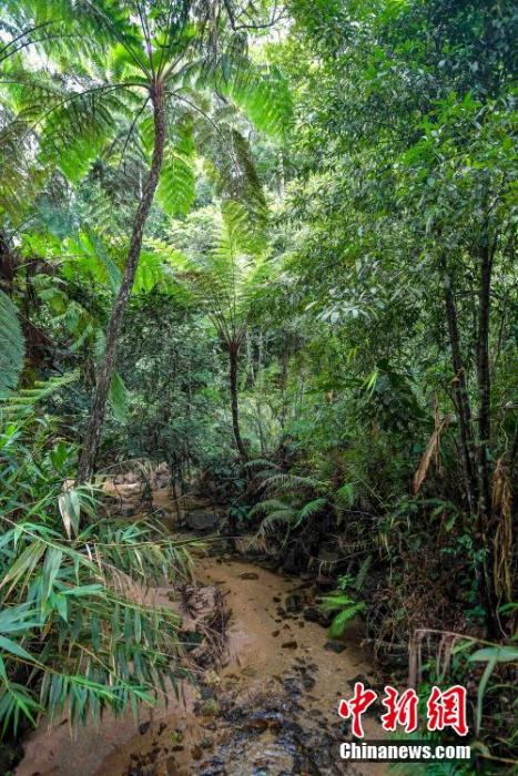 探秘美丽而神奇的海南热带雨林