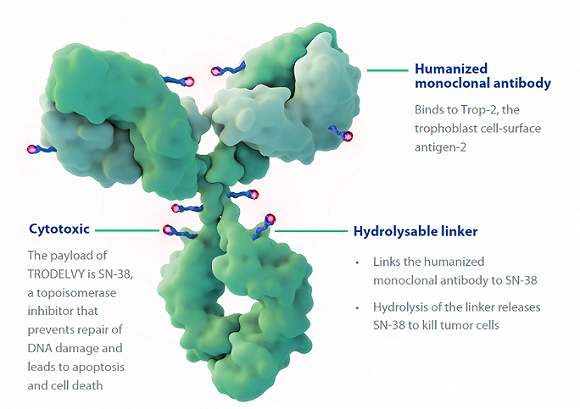Trodelvy药物结构介绍，图片来源：Immunology官网