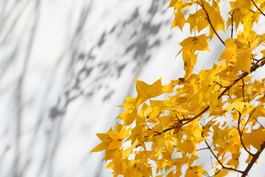 权威发布北京师范大学2021年硕士研究生招生简章