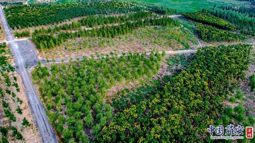 航拍"千年秀林".马梦迪 摄