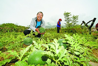     搬迁后的德吉村村民种起了西瓜。王伟才摄