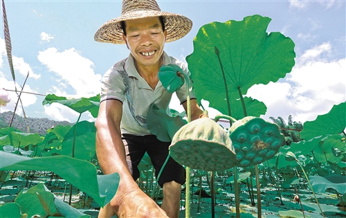 ▲广东省河源市和平县礼士镇下涧村贫困户在“鱼莲共生”复合养殖基地采摘莲藕。深圳市福田区扶贫工作队通过发展“一村一品”特色产业，助力困难群众增收。