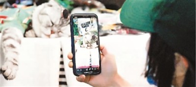 线上宠物经济崛起：每5.4秒就有一场直播 年线上销售额超300亿