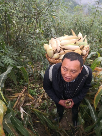 杨江帮助外出务工建卡户卢鲁吐家抢收玉米