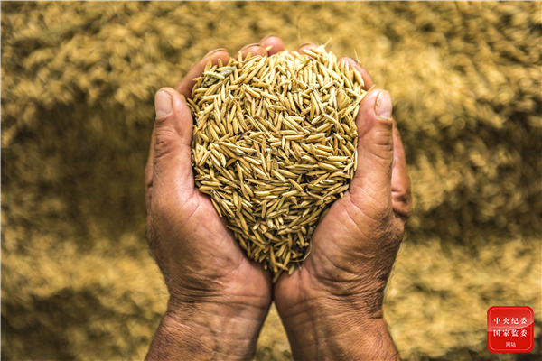 农民手捧收获的稻谷,金灿灿的谷粒承载着他们一年的辛勤劳动和对