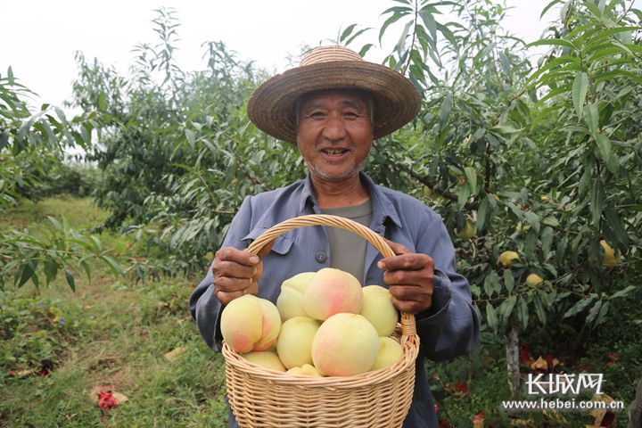 行唐县城寨乡南城寨村农民采摘中华寿桃"晒丰收".刘梅全 摄