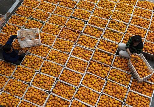 特殊之年的“丰收答卷”——湖北农业“稳链补链强链”逆风向上