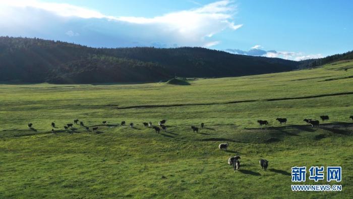 无人机视角下牲畜在草甸上觅食（摄于8月27日）  新华网 赵普凡摄