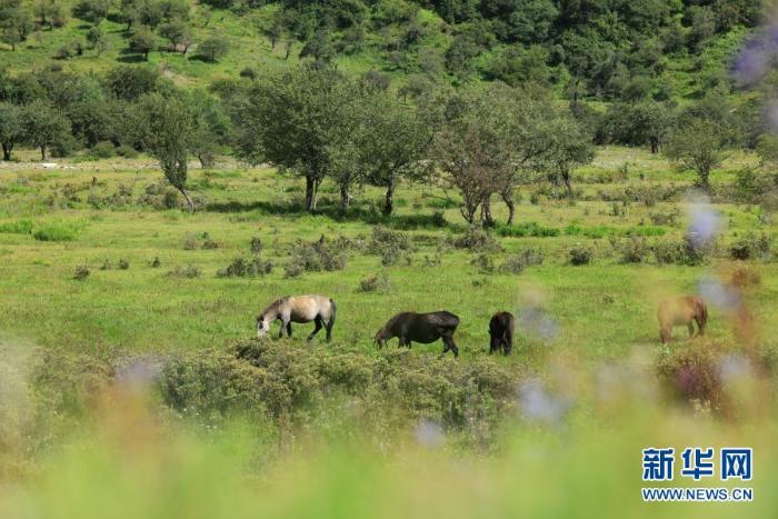 牲畜在草甸上觅食（摄于8月27日）  新华网 赵普凡摄