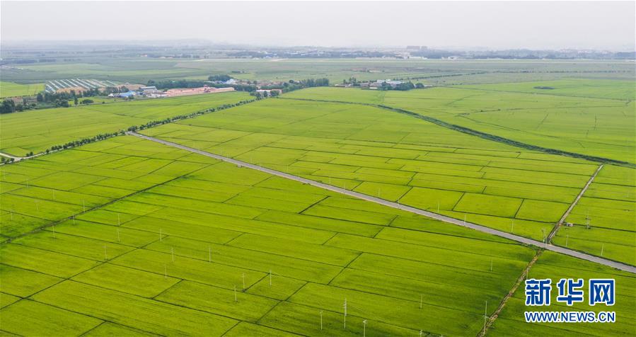 这是吉林市昌邑区大荒地村周边的高标准水稻田（8月13日摄，无人机照片）。新华社记者 许畅 摄