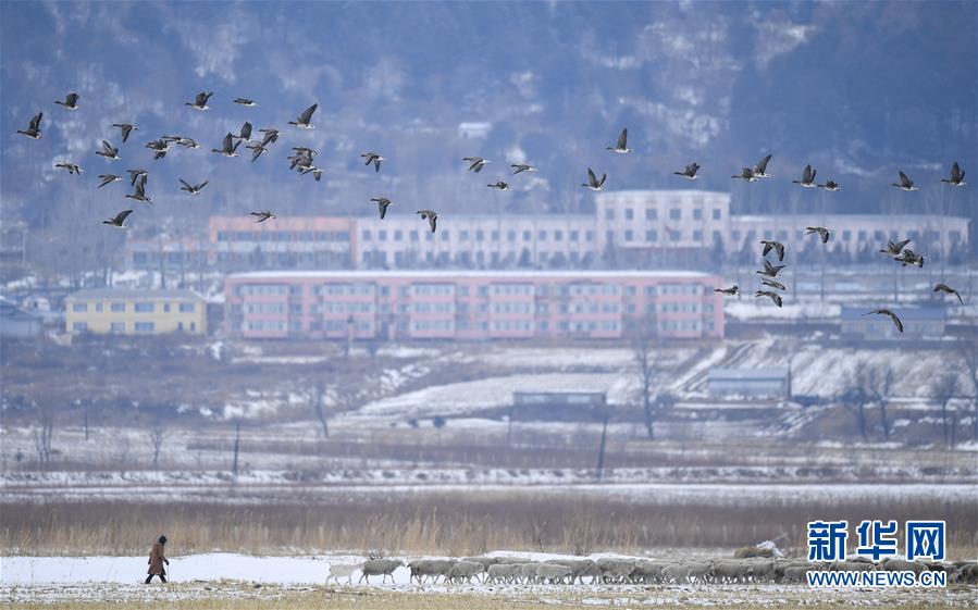 这是在吉林省珲春市敬信湿地附近拍摄的迁徙候鸟（3月3日摄）。新华社记者 许畅 摄