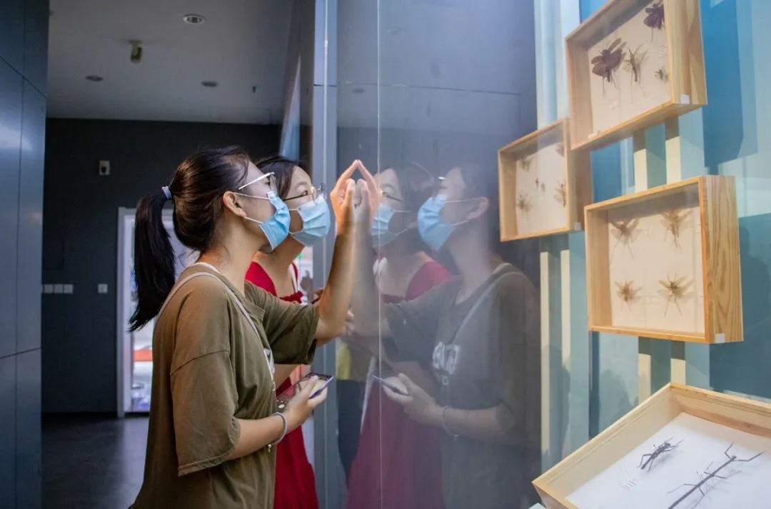 新生在博物馆观看昆虫标本( 黄荣菁 摄)